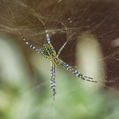 sdashby:Spidy Time, Bali #macro #spider #bali