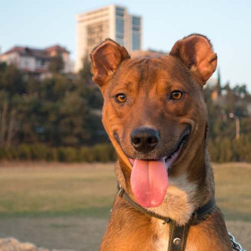 Rex, 1-year-old Red Nose Pitbull, Hippodrome Park • რექსი, 1 წლის, პიტბული, იპოდრომის პარკი