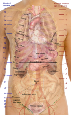 medicalschool:Surface projections of the major organs of the trunk, using the vertebral column and rib cage as main reference points of superficial anatomy. The transpyloric plane and McBurney’s point are among the marked locations. 