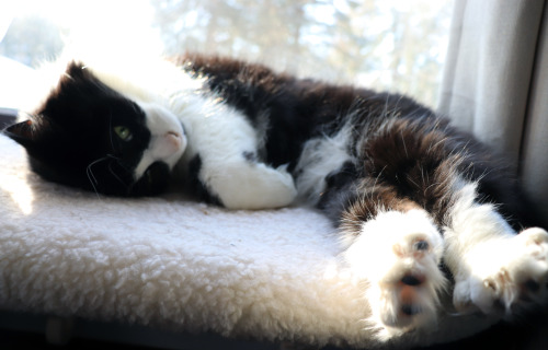 Chubby Cats
