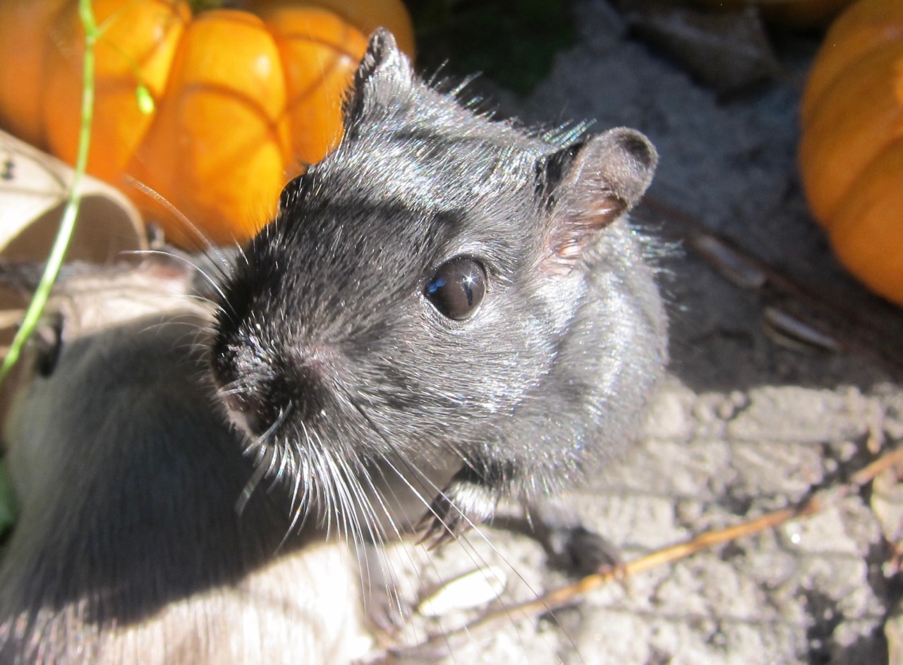 XXX great-and-small:The realization that gerbils photo