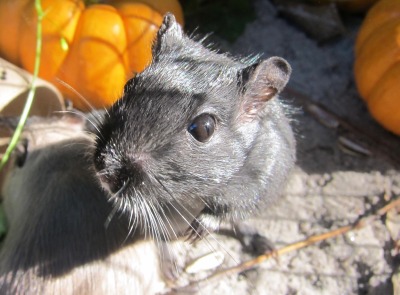 Porn great-and-small:The realization that gerbils photos