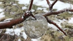 Porn photo mossyredwood:“Ghost apples” are