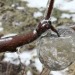 Porn mossyredwood:“Ghost apples” are photos