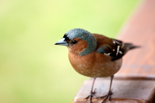 Common Chaffinch (Fringilla coelebs) &gt;&gt;by nix6658