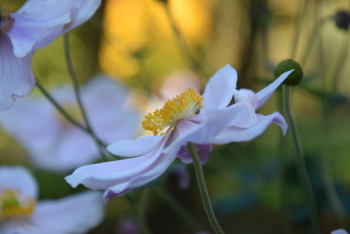 Anemone hupehensis