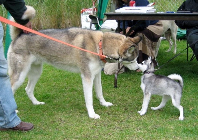 Alaskan klee kai vs Siberian Husky [Detailed Analysis] 