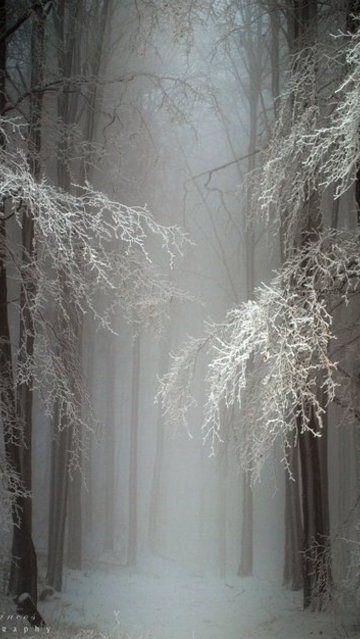 Mystical Snow Forest, Hungary