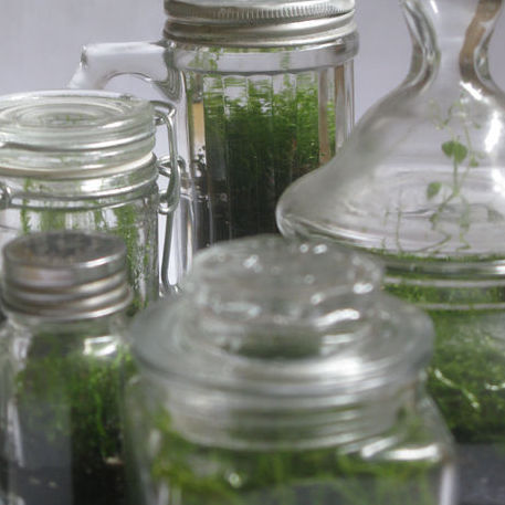 solarpunk-aesthetic: Six Low Maintenance HouseplantsFor anyone who’s busy, forgetful, or doesn’t hav