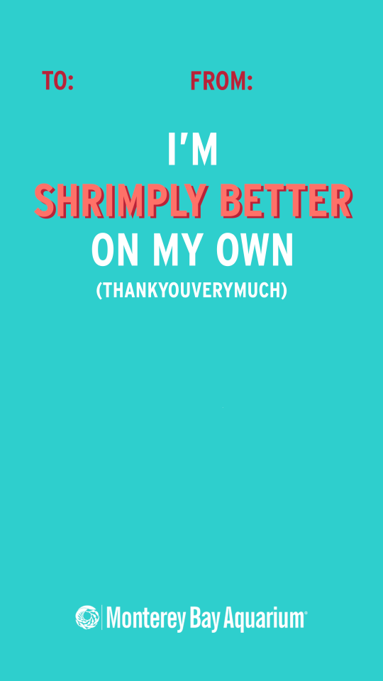 A “To: From:” Valentine’s Day card saying “I'm shrimply better on my own” with blank space for people to draw their own art and with the Monterey Bay Aquarium Logo below. Card is teal, lettering is shades of pink and white.