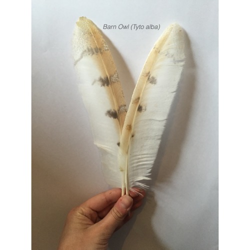 birds-and-pizza: some photos of my favourite feathers I have in my collection all these feathers hav