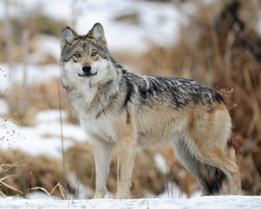 Gray wolf subspecies