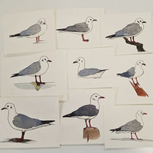 My heart has been calling for these gulls the last few days although I may have gone a bit overboard