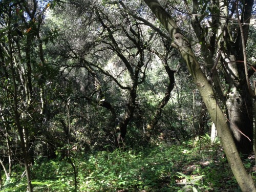 mossgrrl:  woods are lovely dark and deep    i just watched the first season of true detective and these photos are scary af to me now