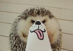 death-by-lulz:  Marutaro the Hedgehog  Featured