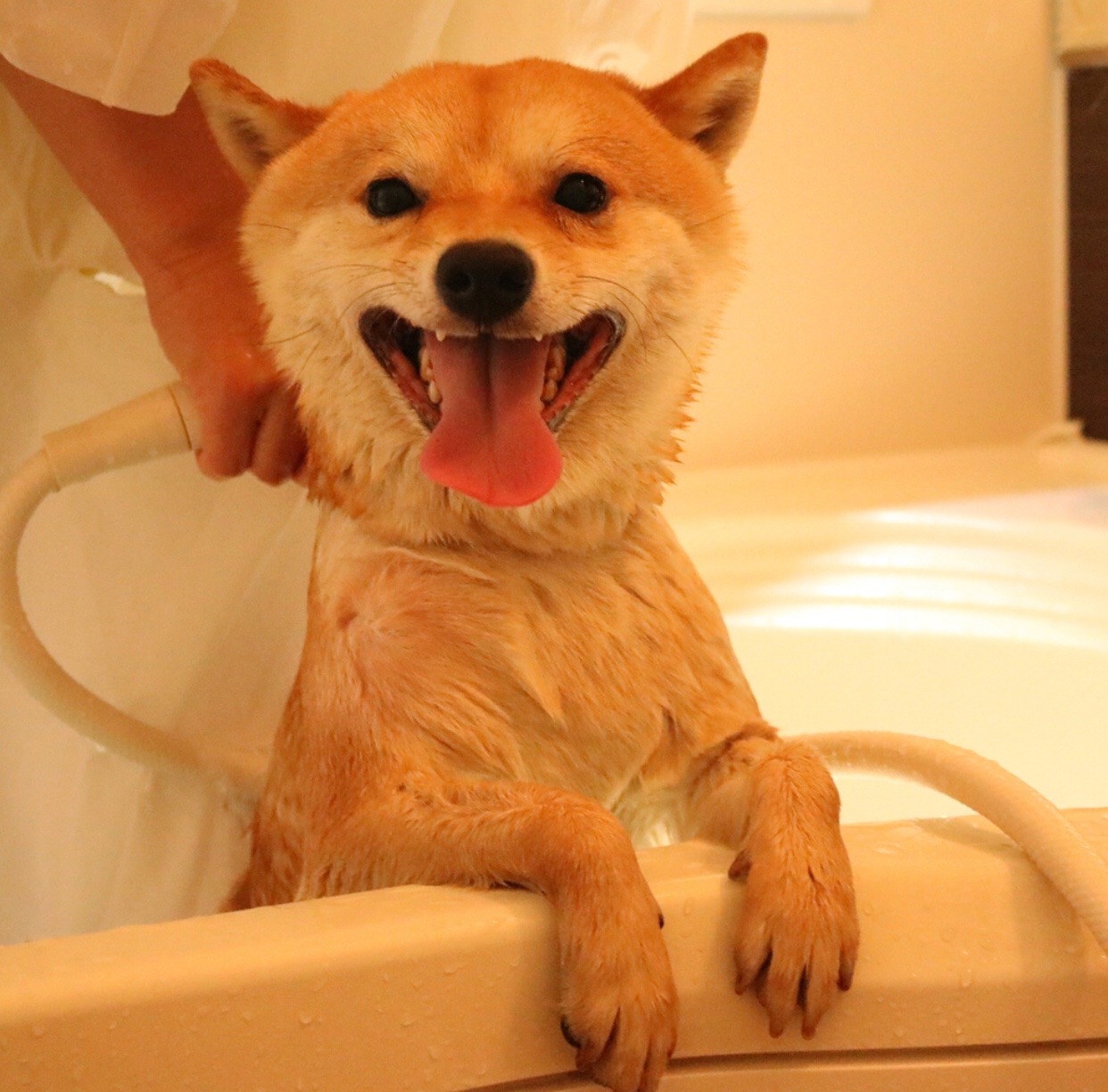 mustardtigress:chiyo bath time