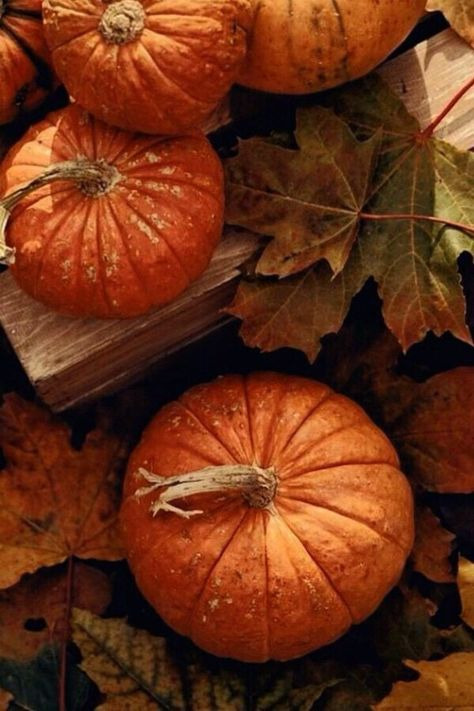 Blessed Mabon Witches