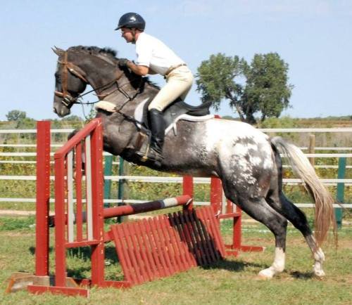 all-the-horses: BJC Asher SevenJAS Rockin Robin x American Dream GirlAppaloosa, Stallion16.3hhBorn 2