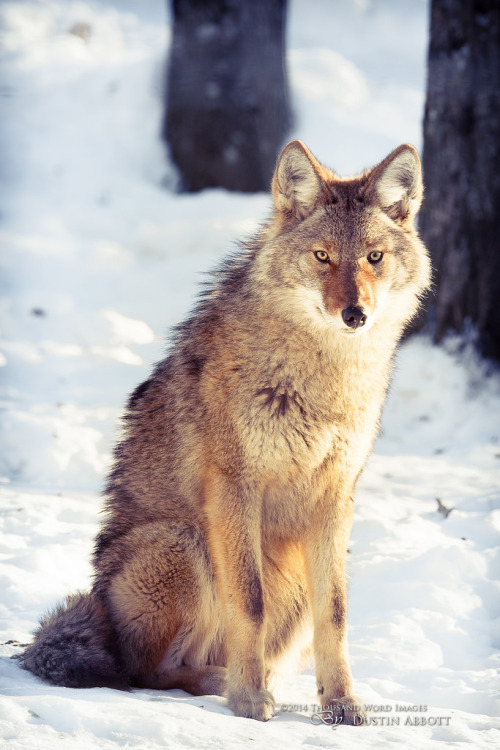 musts:  © Dustin Abbott { website | facebook | prints | getty | istock } Coyote