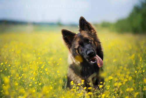 coffee-tea-and-sympathy:  Alicja Zmyslowska is a pet photographer based in Poland that takes incredibly vibrant and lively portraits of dogs for a living. 