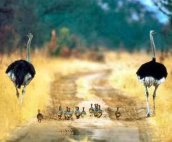 Stretching Their Legs (Ostriches With Their Brood Of Chicks)