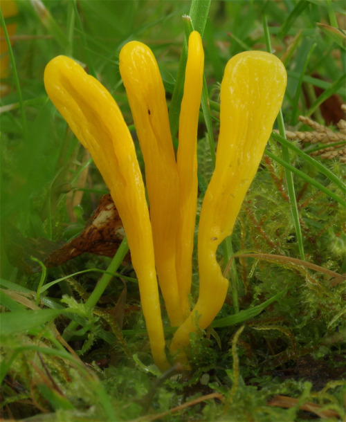 Clavulinopsis Helvola - Yellow club fungus. A common fungus in lawns and other grassy places. &lt;3