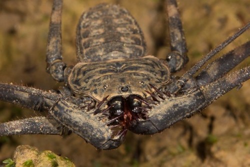 emerald-of-the-eight: While quite fearsome up close, tailless whip scorpions [Paraphrynus laevi