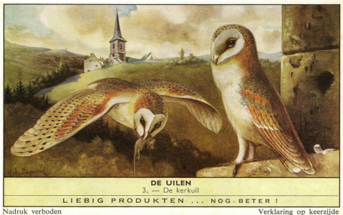 The Owls / De Uilen, Liebig cards for the dutch market, 1961. Liebig’s Extract of Meat Company. Illu