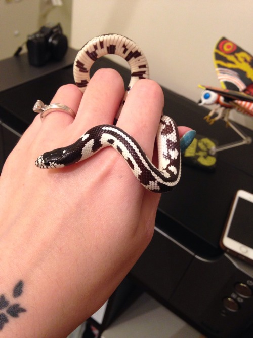 stringmouse:  Lydia is getting so big! My long baby!   THIS MAKES ME SO EXCITED! I WAS FINALLY ABLE TO GET MY NANA TO AGREE TO LET ME HAVE A SNAKE AS LONG AS ITS A SMALL ONE THAT CAN’T EAT HER TINY DOG! I WANT ONE SO MUCH!!