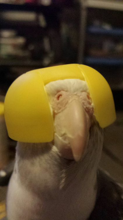 aleksthetiel:  I PUT THE TOP HALF OF A KINDER EGG CAPSULE ON ALEKS HEAD AND HE’S JUST SITTING HERE SINGING