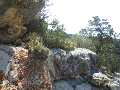 muffinsandemptyteacups:Walnut Canyon National Monument is an often overlooked site in northern Arizo