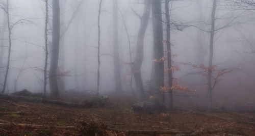 celtic-forest-faerie:{Autumn Haze} by {Corephoto1}