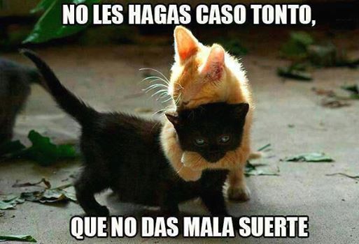 murallamuerta:  recuerda-que-fuimos-infinitos:  murallamuerta:  Gatito T-T  son tan