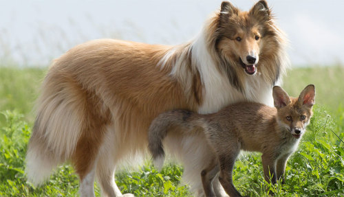 sistahmamaqueen: awesome-picz: Dog Adopts A Baby Fox After His Mom Died In A Car Accident IT’S