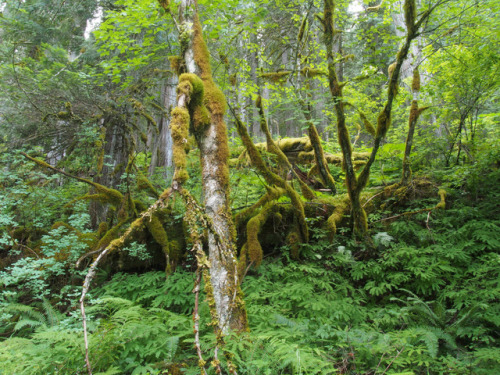 90377: Inland Temperate Rainforest, North Idaho by Paden Gould