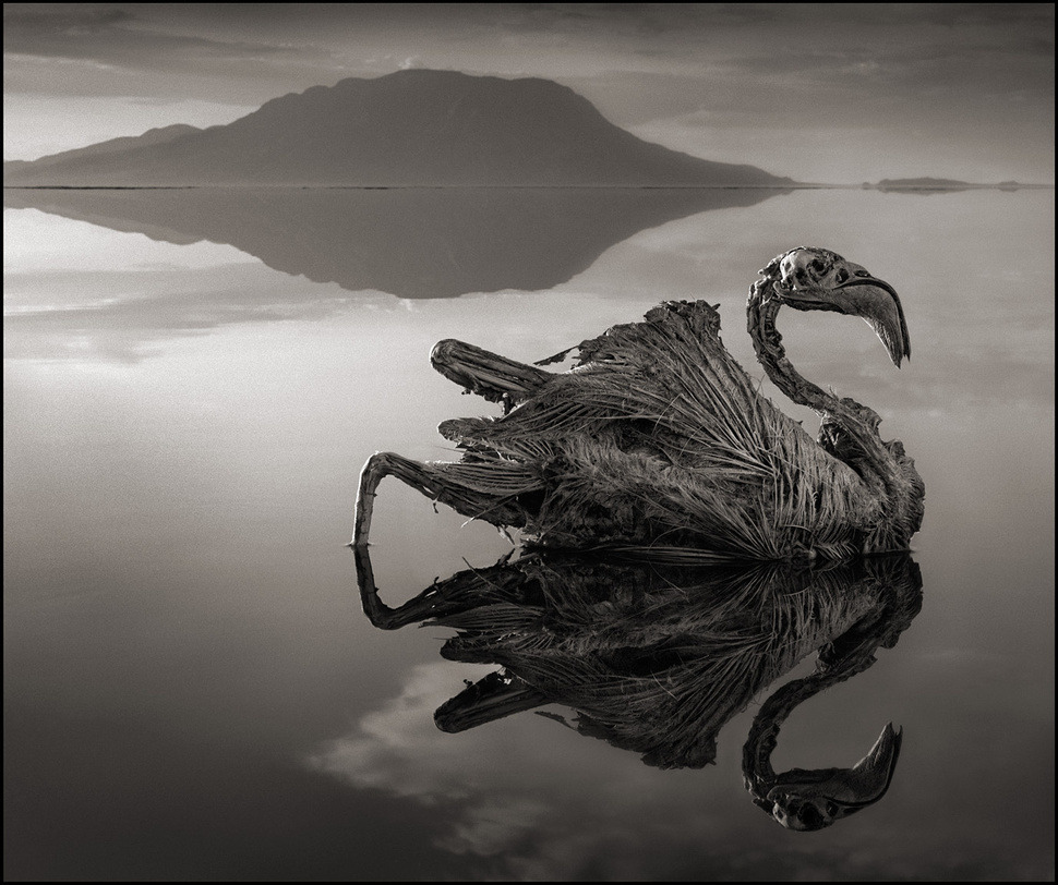 ludikat-lacat:  shefilmstheclouds:  Photographed by Nick Brandt &ldquo;I unexpectedly