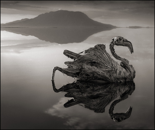 ludikat-lacat:  shefilmstheclouds:  Photographed by Nick Brandt “I unexpectedly found the creatures - all manner of birds and bats - washed up along the shoreline of Lake Natron in Northern Tanzania. No-one knows for certain exactly how they die,