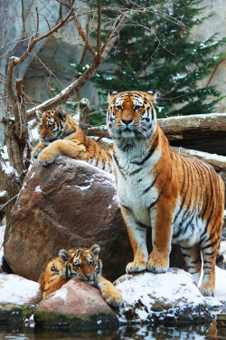 earthandanimals:  Tigress with her cubs Photo