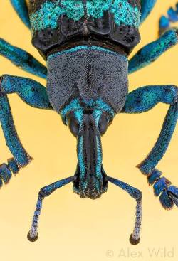 earth-song:  Thursday afternoon. Time for a blue weevil, of course. (Eupholus sp.) By Alex Wild