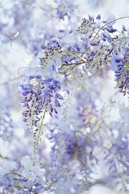 spiritofthewoodlands: Wisteria by Jacky Parker Floral Art