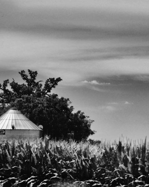 Barns And Corn Fields In Iowa