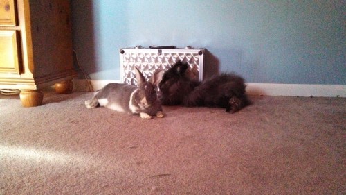 alwaysalliemae:alec-bings:PEOPLE IN NORTHERN VIRGINIA: I HAVE TO REHOME MY PET RABBITS IN A WEEK. Sq