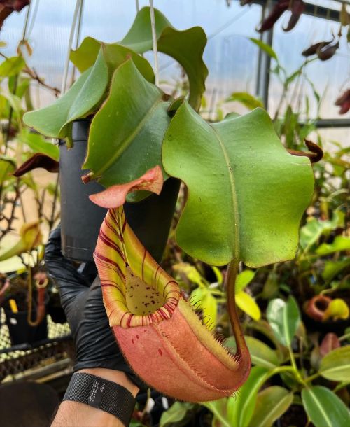 Nepenthes veitchii Akazukin x Bareo bred by @yan.neps.grow and from @peltata_man69 (at Colorado Spri