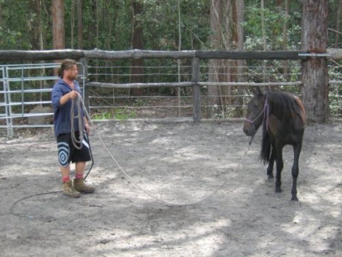 Porn photo equine-awareness:  Save the Brumby Horse!Australia