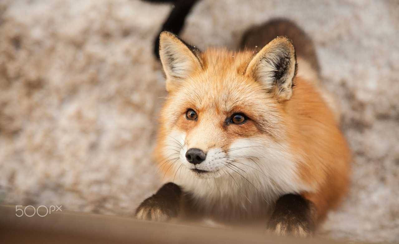 everythingfox:  Cute Fox in Japan Photo by  Alycia Moore   