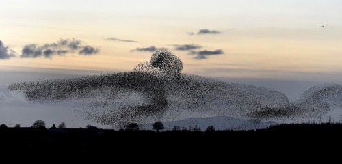 natvrist:staceythinx:Photographer Owen Humphreys captured these images of starling murmurations near