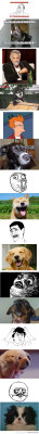 lol-coaster:  funny dogs meme faceshttp://lolcoaster.org