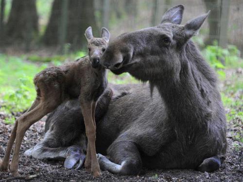 bunnyfood:(via smmrbmmr:voiceofnature)