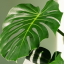 chartreusemonstera