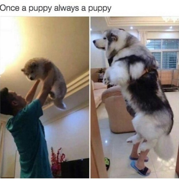 lgbtqbread:  treacherous-serpent:   coyotecom:   buzzfeed:  I LOVE DOGS, I LOVE THEM